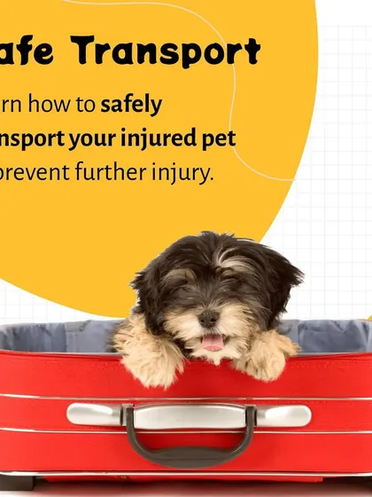 If your pet is injured, knowing how to transport them safely is critical. This guide shows a pet being carefully placed in a carrier, illustrating a key step in emergency response.