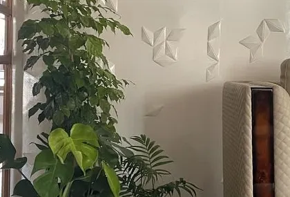 A collection of indoor plants, including a Monstera, bringing life and fresh air into a modern living space.