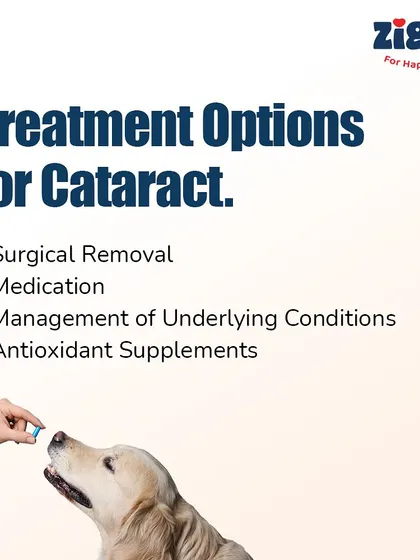 If your dog develops cataracts, there are several treatment options available, including surgical removal, medication, and antioxidant supplements.