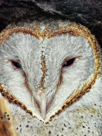 The heart-shaped facial disc of a Barn Owl, captured in a close-up portrait. These nocturnal hunters are often heard but rarely seen this clearly.