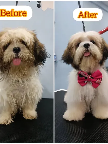 Mithi's first bath and tidy-up. Even a simple groom can make a huge difference for a puppy, getting them used to the process while making them look adorable.