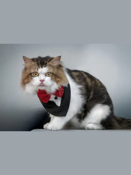 A full-body shot of the tuxedo-clad cat against a clean grey background.