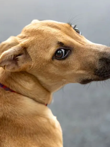 A candid side-profile of Kadhali, capturing a fleeting, soulful expression. These are the quiet, in-between moments that often reveal the deepest parts of a pet's personality.