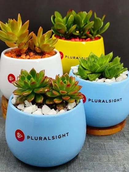 We specialize in corporate green gifting. Here are some vibrant succulent arrangements in colorful ceramic pots, customized with the Pluralsight company logo, perfect for employee appreciation or client thank yous.