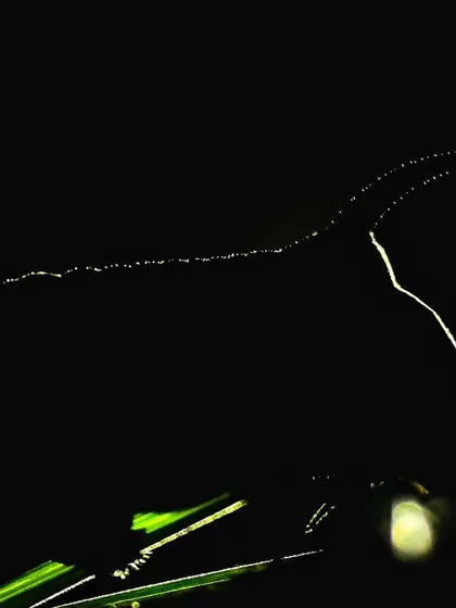 A rim-lit photo of a Convolvulus Hawkmoth caterpillar, nicknamed the 'unicorn of the insect world' for the single horn on its tail.