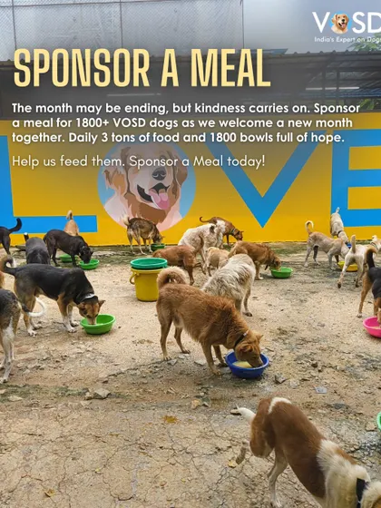 The "LOVE" wall at our sanctuary overlooks mealtime. This is the kindness that carries our dogs into a new month, with full bellies and hopeful hearts.