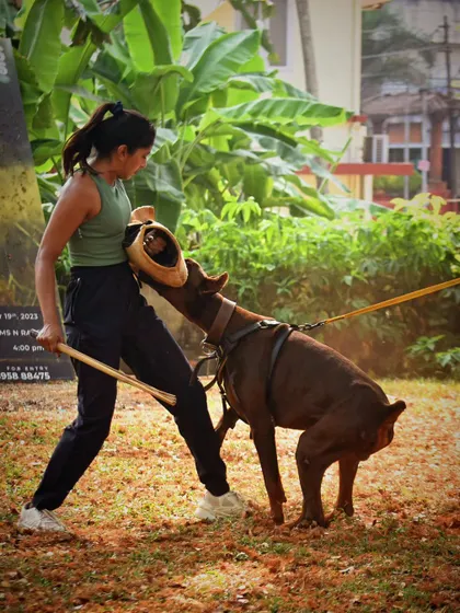 Working with Vegas, a powerful Doberman, on his grip development using a bite wedge. This exercise helps refine the dog's biting technique and builds strength for more advanced protection work.