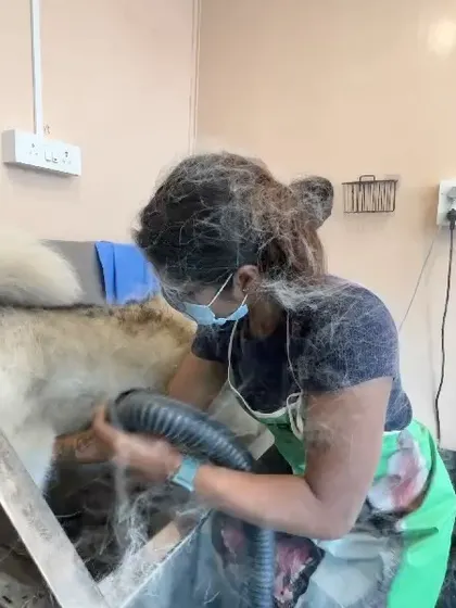 A groomer in action, carefully blow-drying a thick double coat. This requires skill and patience to ensure the dog is completely dry and comfortable, preventing skin issues.
