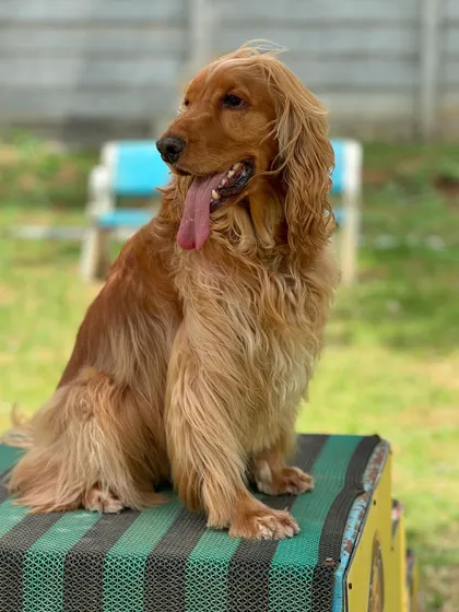 Posto posing on the agility equipment at the dog park.