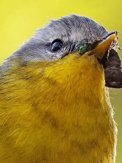 A remarkable action shot of a Gray-headed Warbler with a full beak. This macro-level photograph reveals not just the caterpillar it has caught, but also a tiny spider, demonstrating the complex food chain and the bird's successful hunt.