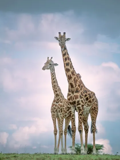 Towers of the savanna. There's a unique thrill in seeing these graceful giants against the open sky. Their elegant forms and gentle nature are a joy to photograph.
