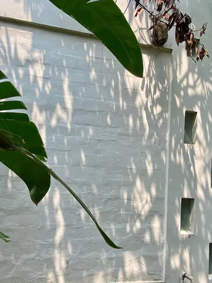 Dappled light from the garden trees falls on the textured white wall of the 'Wedge Home'.