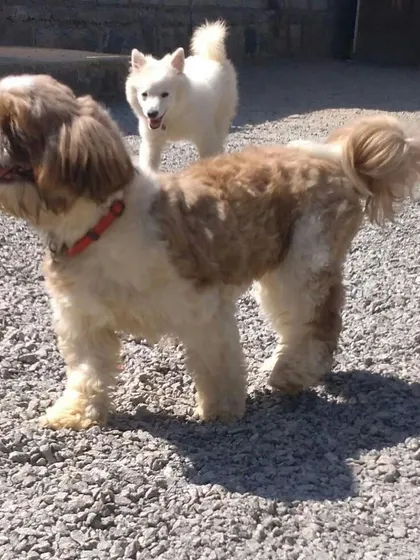 A fluffy Shih Tzu and a white Spitz share the play area. We welcome dogs of all breeds, creating a diverse and fun-loving community.
