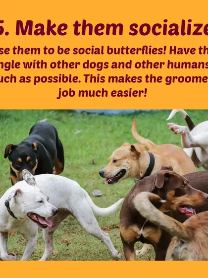 Tip 5: Socialize them. A well-socialized dog who is comfortable around new people and experiences will find the grooming process much less stressful.