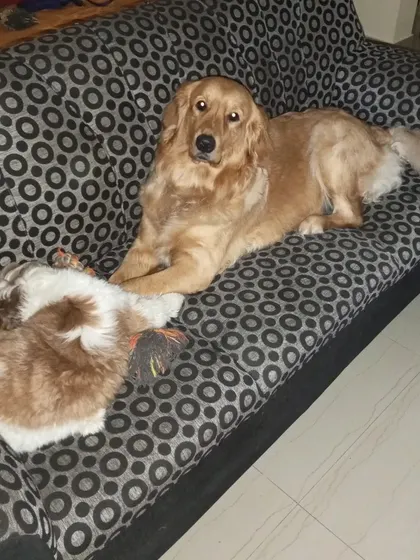A Golden Retriever and a Shih Tzu sharing the sofa. This is the essence of our home boarding service, where dogs are part of the family and have the freedom to relax wherever they feel most comfortable.
