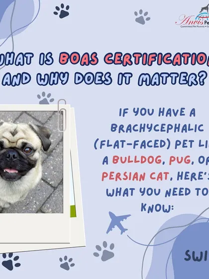 If you have a brachycephalic (flat-faced) pet like a Pug, Bulldog, or Persian cat, there are special considerations for air travel. BOAS Certification is a key part of ensuring their safety.