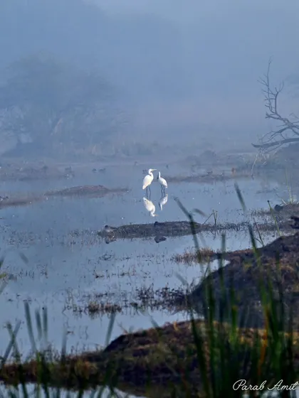 A moment of pure tranquility. These two egrets, reflected perfectly in the misty morning water, create a serene, almost painterly scene. This image shows that bird photography isn't just about capturing species; it's about capturing mood, atmosphere, and the art of the natural world.