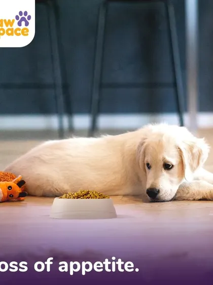 A sudden loss of appetite can be linked to stress or sadness in dogs. Our behavioral modification programs help identify environmental stressors and work towards creating a secure and happy atmosphere that encourages a healthy routine.
