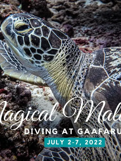 We invite you to dive Gaafaru with us. These trips focus on the island's unique combination of wreck diving and abundant marine life, including the friendly sea turtles that frequent the area.