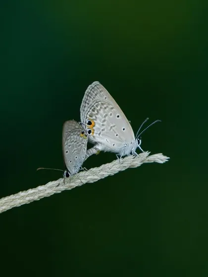 A macro shot of two Grass Blue butterflies mating. My tours aren't just about birds; we take the time to appreciate all forms of wildlife, big and small.