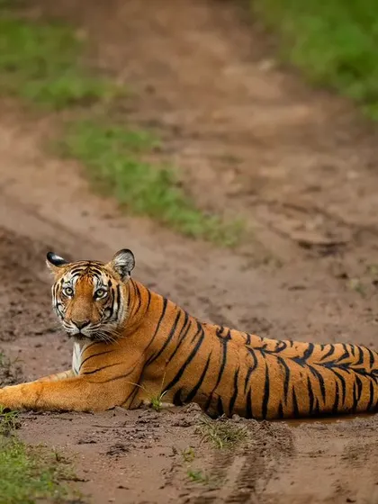 After her drink, the tigress settles down on the cool, damp earth of the road. Her direct gaze makes you feel like you are right there with her.