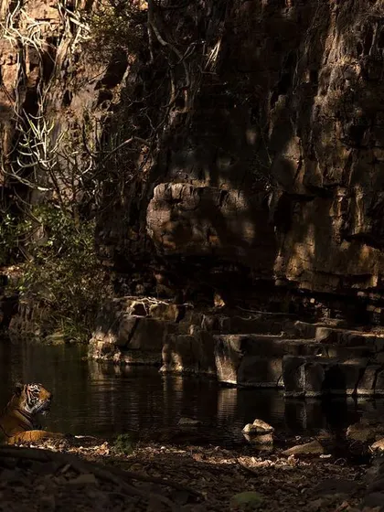 A tiger finds respite from the heat in a rocky gorge. This shot highlights the relationship between the animal and its landscape, showing how it uses the terrain for shelter.