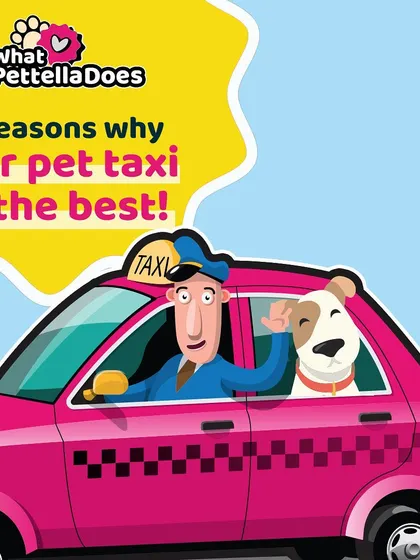 This illustration highlights why our pet taxi is a top choice for pet parents in Bengaluru. We've designed the entire experience around your pet's comfort and your peace of mind.