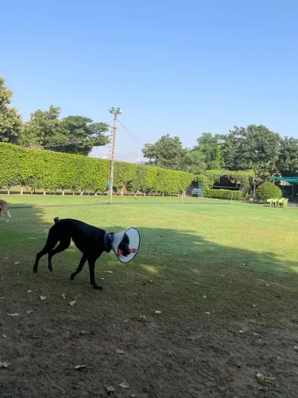 This dog, nicknamed the 'Very Important Puppy', is exploring the grounds. We make sure every single guest feels special and cared for.