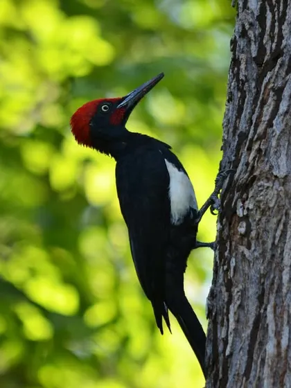 The White-Bellied Woodpecker, with its striking red crest, is a powerful and impressive bird to witness in its natural habitat.