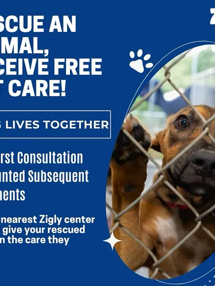 Every animal in a shelter is waiting for a loving home. Our free vet care initiative for rescued pets is our way of supporting adopters and ensuring these deserving animals get a healthy start in their new lives.