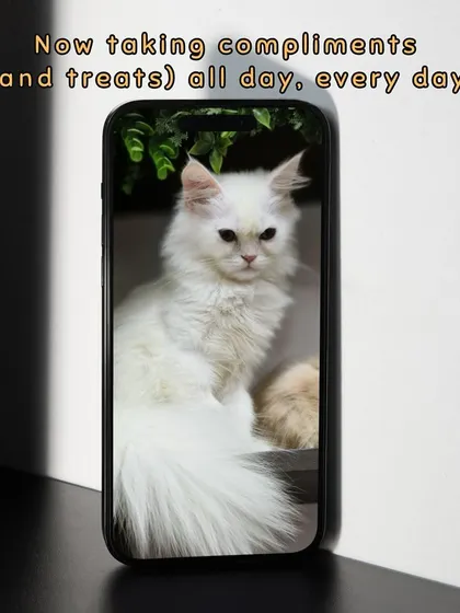 This beautiful white cat is now ready to receive compliments and treats all day. A clean, brushed coat is not just about looks, it's about comfort and health.