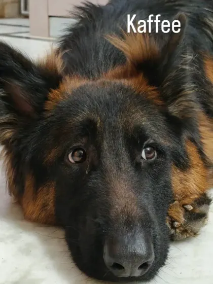 The soulful eyes of Kaffee, our handsome German Shepherd guest. He is such a gentle and watchful boy, and we love having him here.
