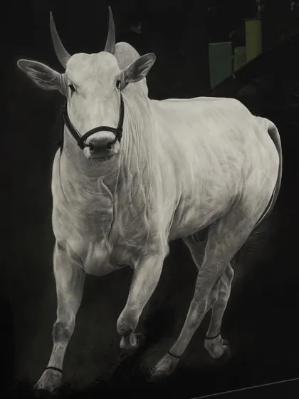 This is 'RUBAB', a 31 by 41 inch drawing of a white bull in motion. I used charcoal and graphite pencils to create a striking contrast against the dark background, highlighting its form and energy.