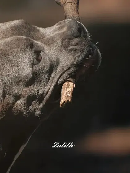 This American Bully shows its powerful jaw and playful nature while chewing on a stick. The dramatic lighting and dark background make the action stand out, creating a strong and engaging image.