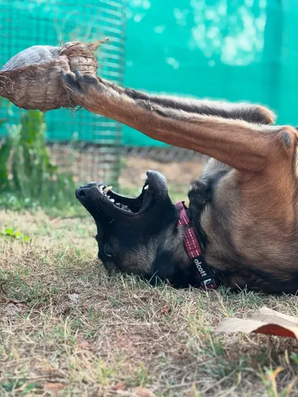 I present to you the toxic love story of Floyd and his coconut. This series of photos perfectly captures the goofy, intense, and hilarious personality of a Belgian Malinois. This is what I mean when I say we should let dogs be dogs.