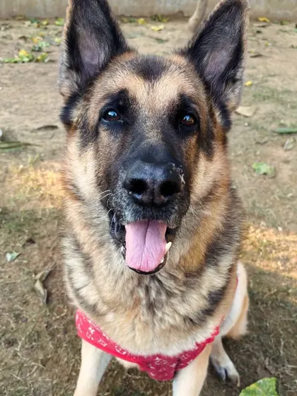 A beautiful German Shepherd, happy and relaxed after a good play session. The satisfaction of a day well spent.