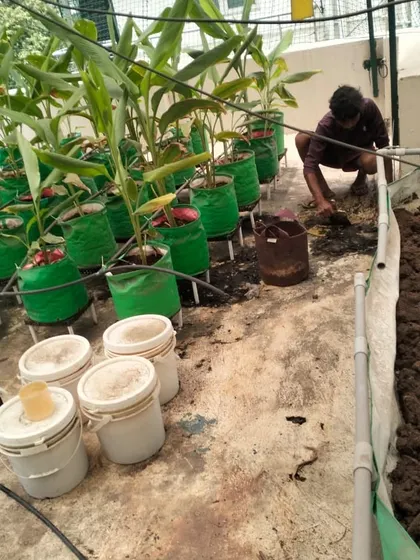 Soil health is key to a great garden. A team member is shown adding our special nutri-mix to a large grow bed filled with turmeric plants, replenishing the nutrients to encourage strong and healthy growth.