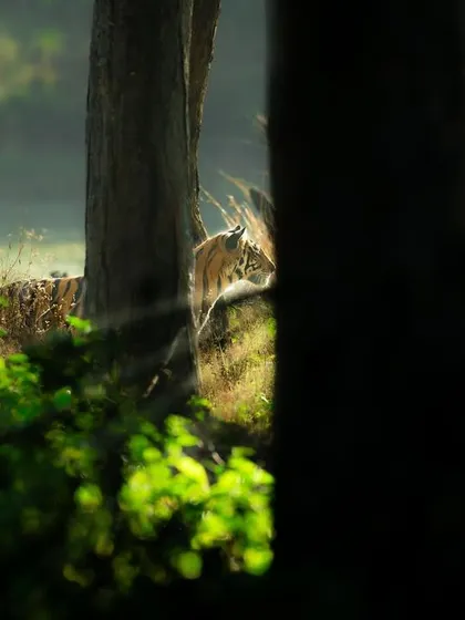 A glimpse of a tiger through the trees in its forest home. This image shows the importance of composition, using the natural environment to frame the subject and tell a story of its life in the wild.