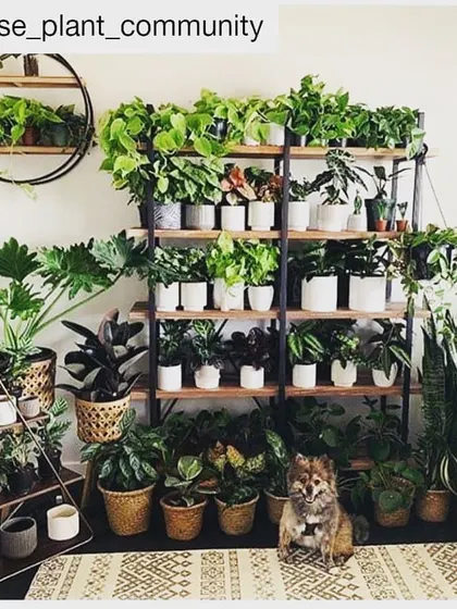 A "green shelf" is one of the best ways to display a collection of indoor plants. This setup features a variety of houseplants, including trailing Pothos and upright snake plants, creating a living wall of art.
