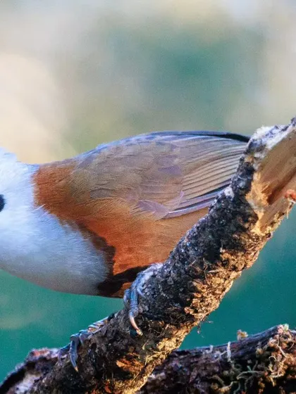 The White-crested Laughingthrush is a striking bird, with its bold black eye-mask and fluffy white crest. It looks like it's wearing a stylish eyeliner.