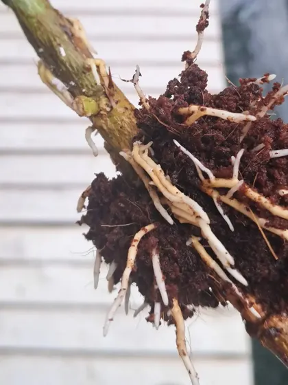 A close-up of the dense root ball developed through air layering. This technique guarantees a new plant that is identical to the parent.
