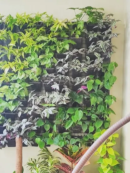 A vertical garden can be the perfect complement to a cozy relaxation spot. This installation provides a beautiful green view from a hanging swing chair, creating a private jungle feel.