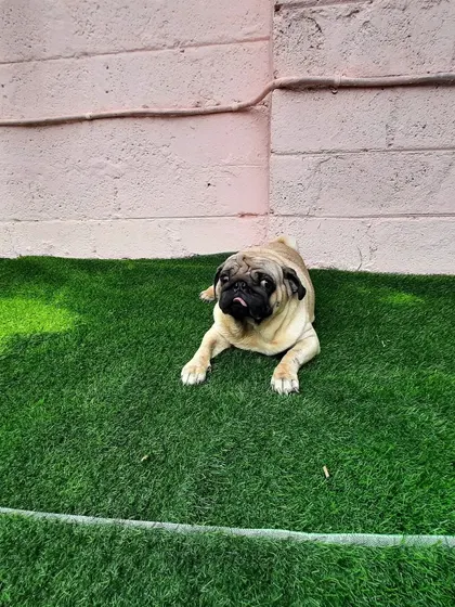 A pug finds a quiet corner of the yard to lie down and watch the world go by.