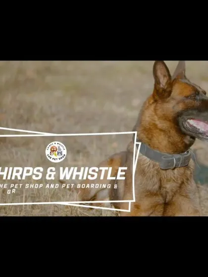 This is the brand I stand for: Chirps & Whistle, a place for complete pet care including our pet shop and professional pet boarding services. The German Shepherd pictured here is enjoying the open fields, just like your pet could.