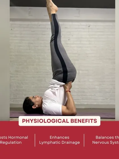 This infographic explains the physiological benefits of Sarvangasana, such as hormonal regulation and lymphatic drainage, which our TTC students learn in detail.