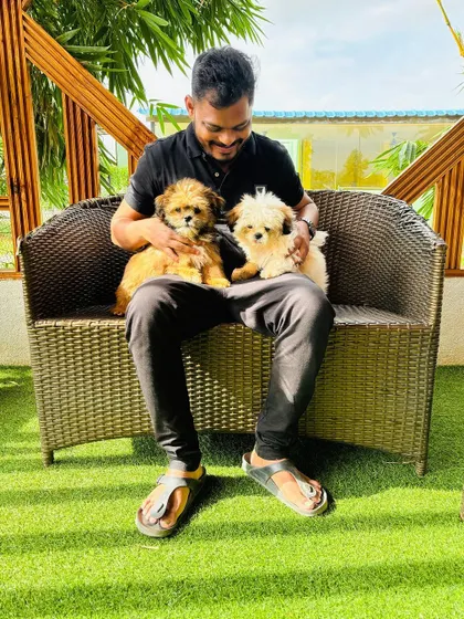 A team member enjoying cuddles with two Shih Tzu puppies. This kind of gentle interaction is key to our puppy daycare and boarding program.