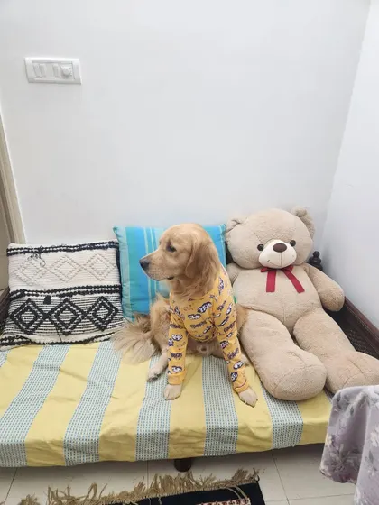 Mufasa looking regal on his cozy bed before his trip to Los Angeles. Part of our pre-relocation boarding service is to ensure pets are well-rested and comfortable in a home-like environment.