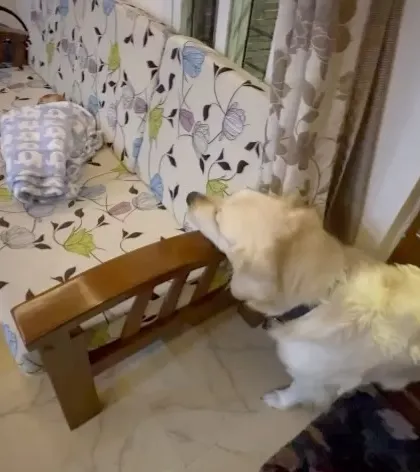 This is Gopi, one of my puppy program graduates, gently investigating his new human nephew. Because we focused on teaching him to be calm and gentle from a young age, his family could trust him in this delicate situation.
