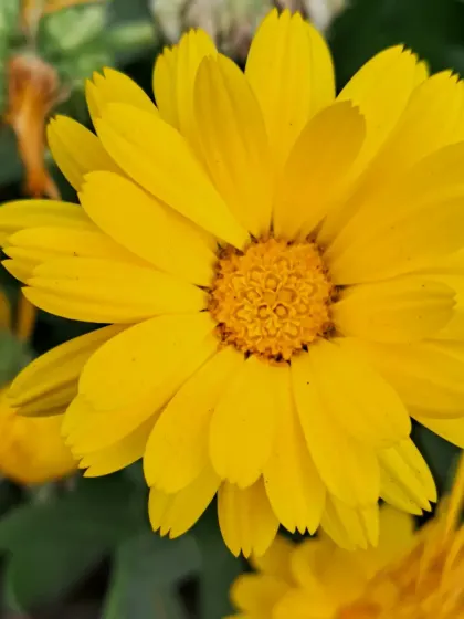 A close-up of a yellow Calendula.