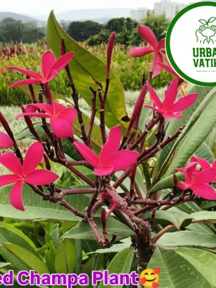 A close-up of the vibrant red Champa flowers.